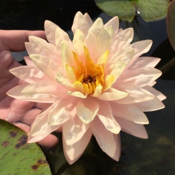 Nymphaea awesome nelumbogarden waterlilies 1