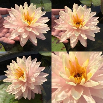 Nymphaea awesome nelumbogarden waterlilies 2