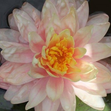 Nymphaea awesome nelumbogarden waterlilies 4