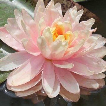 Nymphaea awesome nelumbogarden waterlilies 5