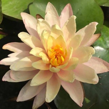 Nymphaea barbara  dobbins  matthijs plantenpaleis 1