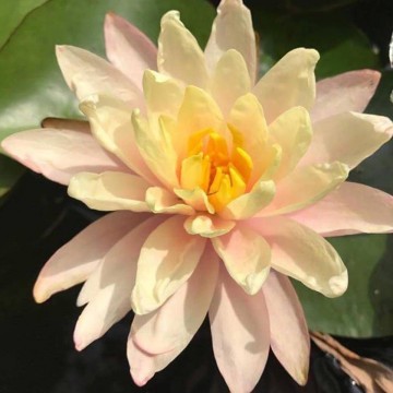 Nymphaea barbara  dobbins  matthijs plantenpaleis 2