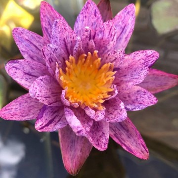 Nymphaea benjarong  matthijs plantenpaleis waterlelies waterlilies 1 1