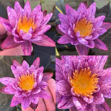 Nymphaea benjarong  matthijs plantenpaleis waterlelies waterlilies 1 2