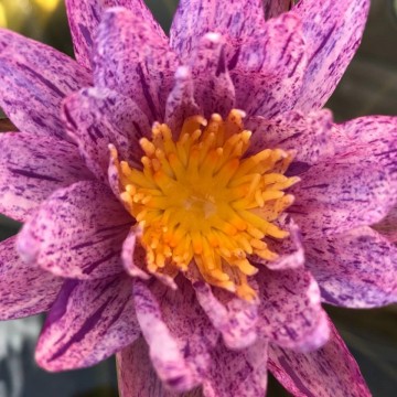 Nymphaea benjarong  matthijs plantenpaleis waterlelies waterlilies 1 3