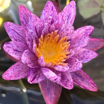 Nymphaea benjarong  matthijs plantenpaleis waterlelies waterlilies 1 4