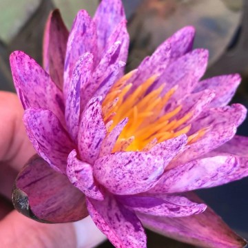 Nymphaea benjarong  matthijs plantenpaleis waterlelies waterlilies 1 5