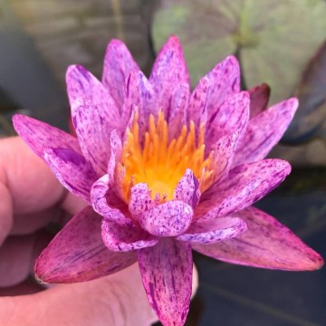Nymphaea benjarong  matthijs plantenpaleis waterlelies waterlilies 1 6