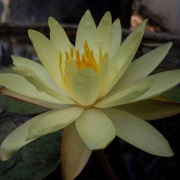 Nymphaea betsy sakata matthijs plantenpaleis waterlelies 1