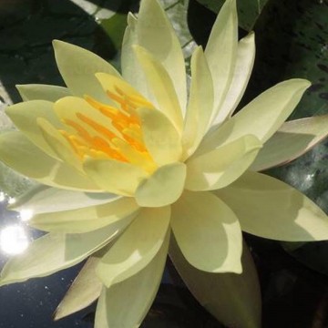 Nymphaea betsy sakata matthijs plantenpaleis waterlelies 2