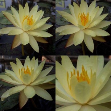 Nymphaea betsy sakata matthijs plantenpaleis waterlelies 3