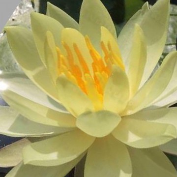 Nymphaea betsy sakata matthijs plantenpaleis waterlelies 4