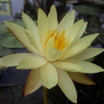 Nymphaea betsy sakata matthijs plantenpaleis waterlelies 5