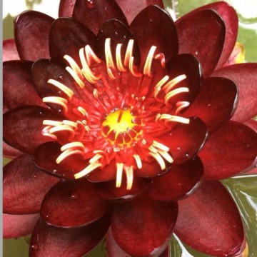 Nymphaea black princess  matthijs hazeleger waterlelies   de grote tuinverbouwing 2