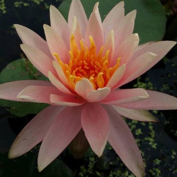 Nymphaea colorado matthijs plantenpaleis 2