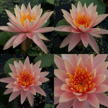 Nymphaea colorado matthijs plantenpaleis 4