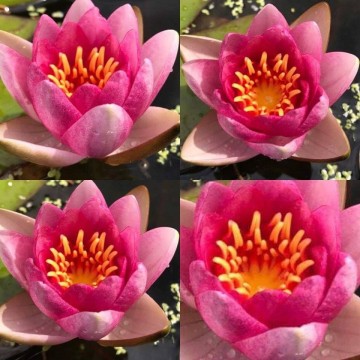 Nymphaea conqueror nelumbogarden waterlilies 2