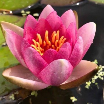 Nymphaea conqueror nelumbogarden waterlilies 4 1