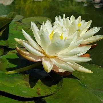 Nymphaea denver   matthijs hazeleger   matthijs plantenpaleis   de grote tuinverbouwing 3
