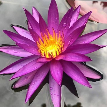 Nymphaea detective erika  matthijs plantenpaleis 1