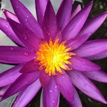 Nymphaea detective erika  matthijs plantenpaleis 2