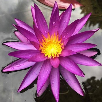 Nymphaea detective erika  matthijs plantenpaleis 4