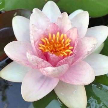 Nymphaea fabiola  matthijs plantenpaleis waterlelies 2