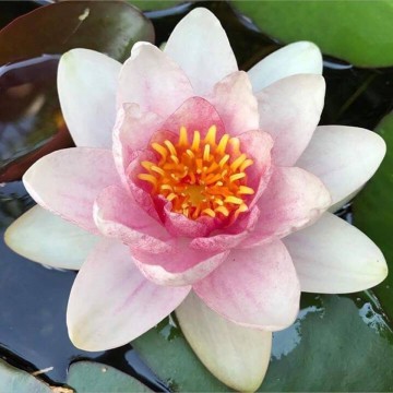 Nymphaea fabiola  matthijs plantenpaleis waterlelies 3