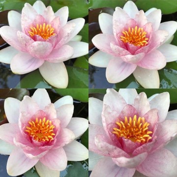 Nymphaea fabiola  matthijs plantenpaleis waterlelies 4