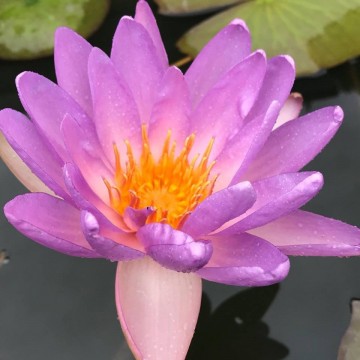 Nymphaea fay mcdonald 1 matthijs plantenpaleis waterlelies  waterlilies 1 1