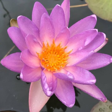 Nymphaea fay mcdonald 1 matthijs plantenpaleis waterlelies  waterlilies 1 3