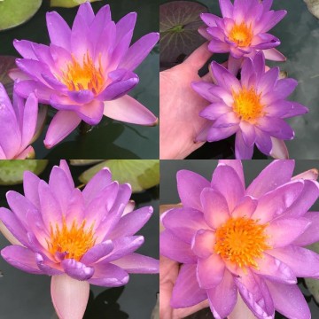 Nymphaea fay mcdonald 1 matthijs plantenpaleis waterlelies  waterlilies 1 5