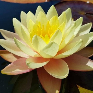 Nymphaea florida sunset matthijs plantenpaleis waterlelies 1