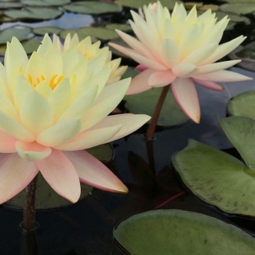 Nymphaea florida sunset matthijs plantenpaleis waterlelies 2