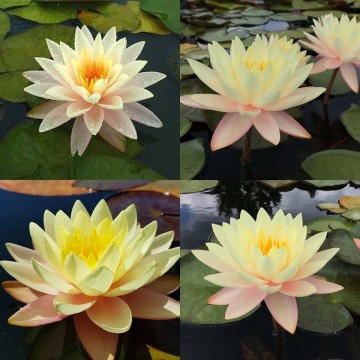 Nymphaea florida sunset matthijs plantenpaleis waterlelies 3