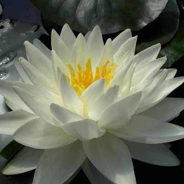 Nymphaea gonnere matthijs plantenpaleis 1