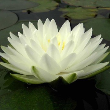 Nymphaea gonnere matthijs plantenpaleis 3