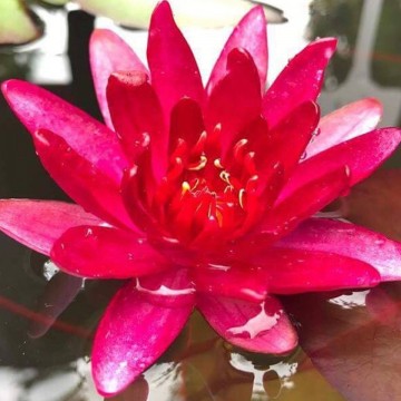 Nymphaea granat matthijs plantenpaleis 1