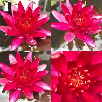 Nymphaea granat matthijs plantenpaleis 2