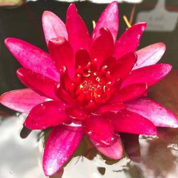 Nymphaea granat matthijs plantenpaleis 3