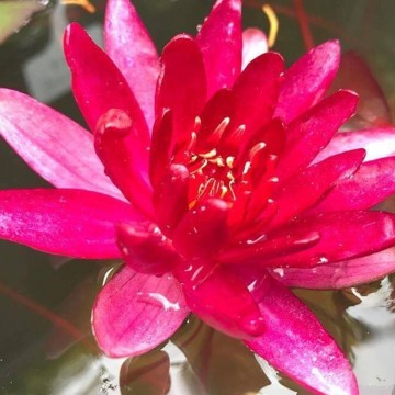 Nymphaea granat matthijs plantenpaleis 4