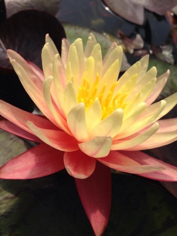 Nymphaea greggs orange  matthijs plantenpaleis 3