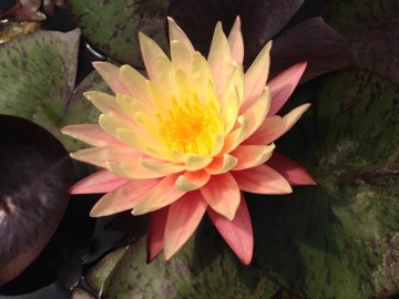 Nymphaea greggs orange  matthijs plantenpaleis 4