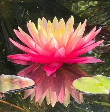 Nymphaea greggs orange  matthijs plantenpaleis 5