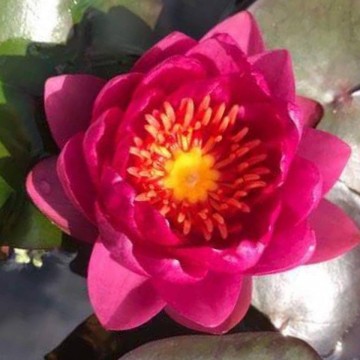 Nymphaea james brydon matthijs plantenpaleis  waterlilies 1 2