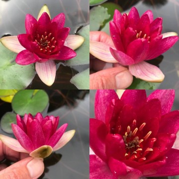 Nymphaea laydekeri fulgens  matthijs plantenpaleis waterlelies 2