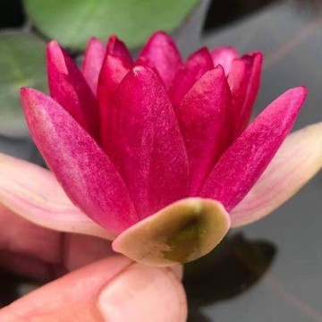 Nymphaea laydekeri fulgens  matthijs plantenpaleis waterlelies 3