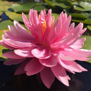 Nymphaea lily pons  matthijs plantenpaleis  waterlilies 1 1