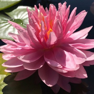 Nymphaea lily pons  matthijs plantenpaleis  waterlilies 1 3