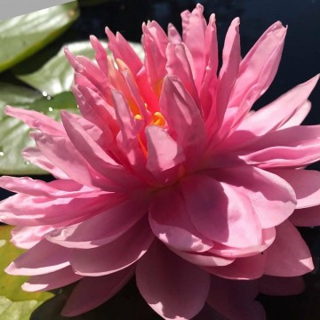 Nymphaea lily pons  matthijs plantenpaleis  waterlilies 1 4